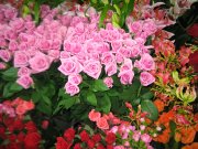 「花のフローラ」　（鹿児島県霧島市）の花屋店舗写真1